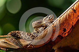 Viper, Atropoides picadoi, PicadoÂ´s Pitviper danger poison snake in the nature habitat, TapantÃ­ NP, Costa Rica.