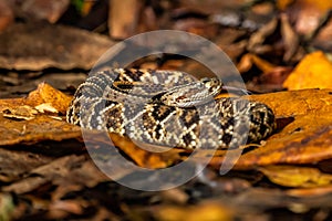 Viper, Atropoides picadoi, PicadoÂ´s Pitviper danger poison snake in the nature habitat, TapantÃ­ NP, Costa Rica.