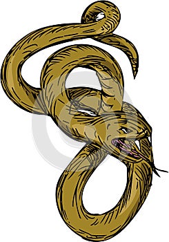 Viper Coiled Ready To Pounce Drawing