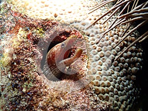 Viper Eel Florida Keys