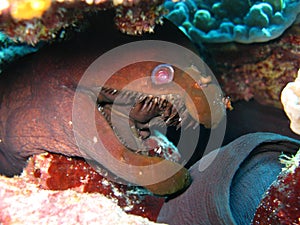 Viper moray