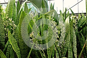 Viper`s bowstring hemp, flowering plant for decoration
