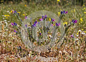 ViperÃ¢â¬â¢s-bugloss
