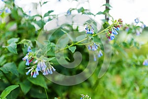 Viper`s bugloss or blueweed in blossom