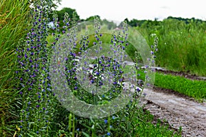 Viper\'s bugloss or blueweed Echium vulgare flowering in meadow on the natural green blue background