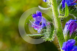 Viper\'s bugloss or blueweed Echium vulgare flowering in meadow on the natural green blue background