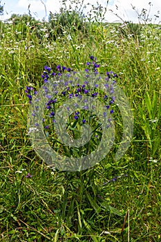 Viper\'s bugloss or blueweed Echium vulgare flowering in meadow on the natural green blue background.