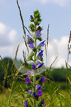 Viper\'s bugloss or blueweed Echium vulgare flowering in meadow on the natural green blue background