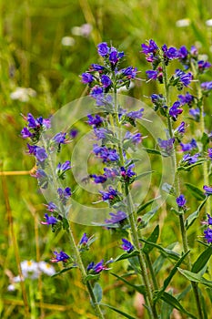 Viper\'s bugloss or blueweed Echium vulgare flowering in meadow on the natural green blue background. Macro.