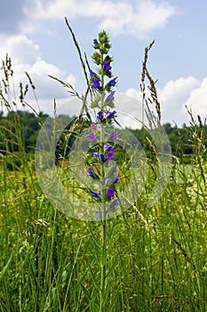 Viper\'s bugloss or blueweed Echium vulgare flowering in meadow on the natural green blue background. Macro