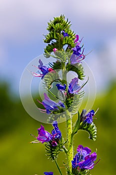 Viper\'s bugloss or blueweed Echium vulgare flowering in meadow on the natural green blue background. Macro
