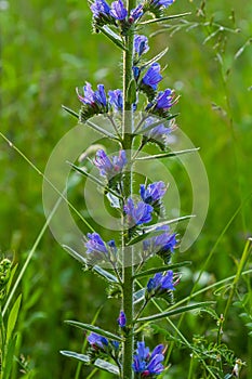 Viper\'s bugloss or blueweed Echium vulgare flowering in meadow on the natural green blue background. Macro.