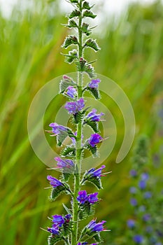 Viper\'s bugloss or blueweed Echium vulgare flowering in meadow on the natural green blue background. Macro.