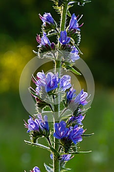 Viper\'s bugloss or blueweed Echium vulgare flowering in meadow on the natural green blue background. Macro. Selective focus