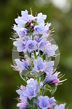 Viper's Bugloss (Echium Vulgar