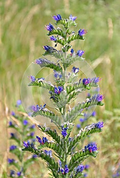 Viper's bugloss (Echium vulgare)