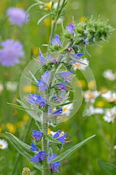 Viper\'s bugloss (Echium vulgare).