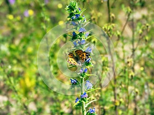 Viper\'s bugloss (Echium vulgare) inflorescence. Blue flowers and pink buds on a coarsely hairy plant in flower