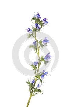 Viper`s Bugloss flowers