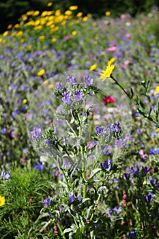 Viper\'s bugloss and Wildflowers