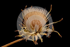 Viper`s Grass Scorzonera humilis. Fruiting Capitulum Closeup