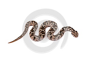 Viper snake photo