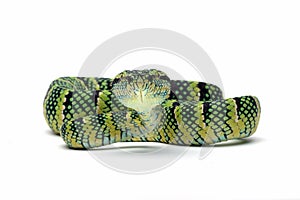 Viper snake isolated on white background
