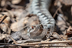 Viper snake lurking in spring sunlight photo