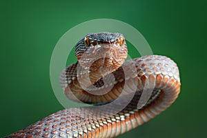 Viper snake, mangrove viper snake, snake, closeup photo