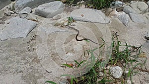 A viper snake moves in zigzag motion on the sand and hides in bushes