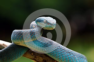 Viper snake on ready to attack