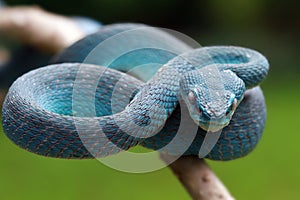 Viper snake on ready to attack