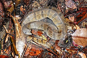 Viper Snake in sinharaja rain forest -polonthelissa snake in sri lanka