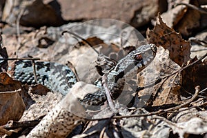 Viper snake in spring sunlight photo