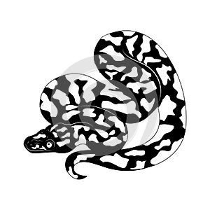 Viper snake. Tattoo. Poisonous reptile. Snake skin. Design element