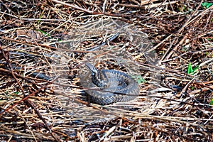 Viper snake Vipera berus on dried grass wakes up after winter