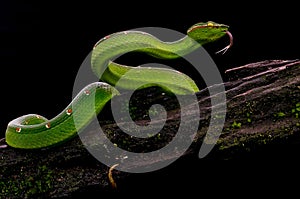 Viper Tropidolaemus wagleri