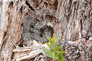 Viper Vipera Berus in a dry stump