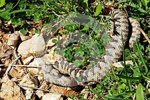 Vipera aammodytes,close-up photo