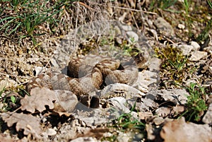 Vipera ammodytes