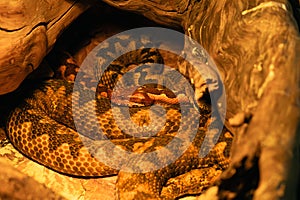 Vipera ammodytes, commonly known as horned viper, long-nosed or nose-horned viper, photo