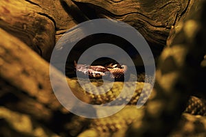 Vipera ammodytes, commonly known as horned viper, long-nosed or nose-horned viper, lying with others on a tree stump photo