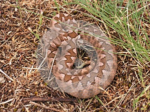 Vipera ammodytes montandoni