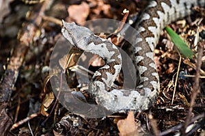 Vipera ammodytes photo
