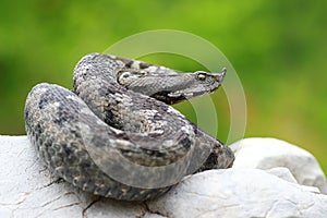 VIpera ammodytes on a rock photo