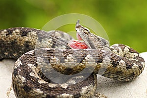 Vipera ammodytes showing its fangs