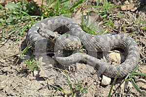 Vipera ammodytes photo