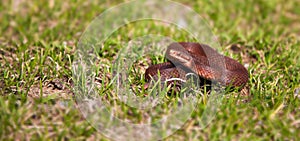 Vipera Berus