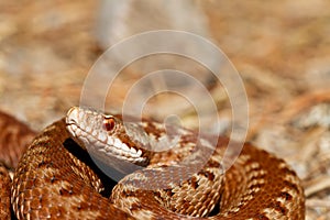 Vipera berus