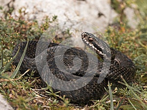 Vipera berus